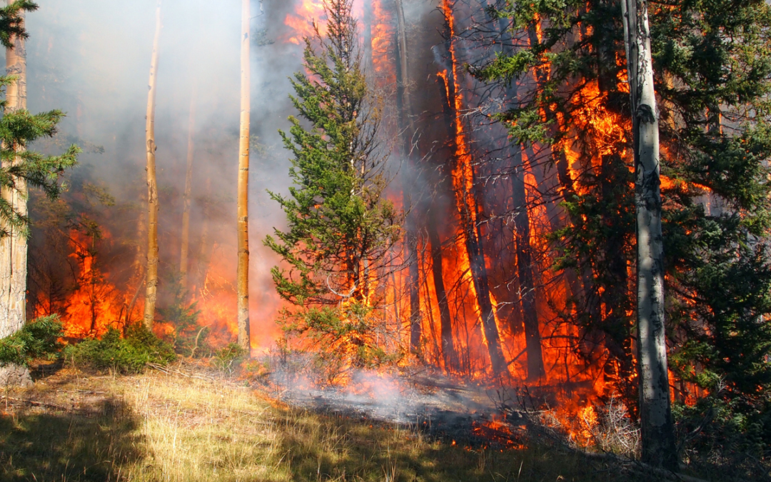 How to help buyers & sellers reduce wildfire risk in real estate transactions